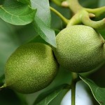 Зеленые орехи варенье